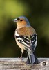 Fringillidae