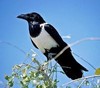 Corvidae
