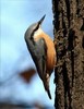 Sittidae
