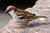 Passeridae