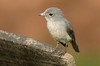 Muscicapidae