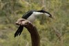 Phalacrocoracidae
