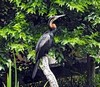 Anhingidae