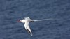 Phaetontidae