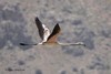 Phoenicopteridae