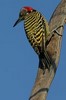 Picidae
