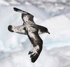Procellariidae