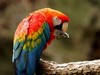 Psittacidae