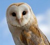 Tytonidae