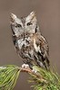 Strigidae