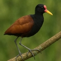 Jacanidae