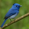 Monarchidae