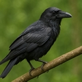 Corvidae