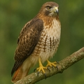Accipitridae