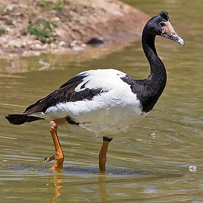 Anseriformes