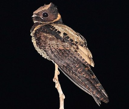 Caprimulgiformes