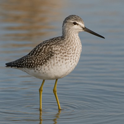 Charadriiformes