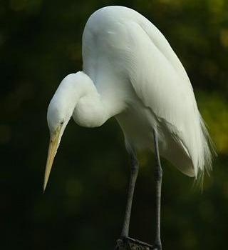 Ciconiformes