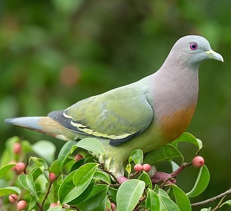 Columbiformes