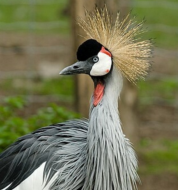 Gruiformes