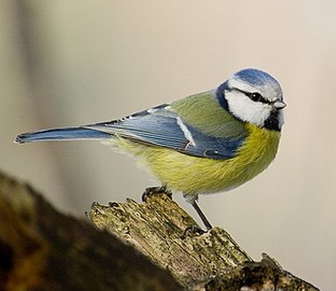 Passeriformes