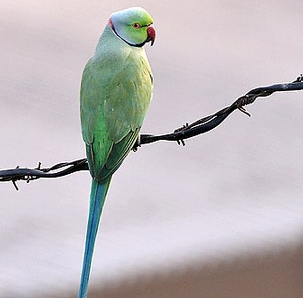 Psittaciformes