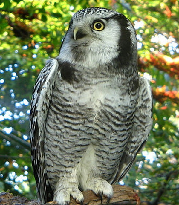 Strigiformes
