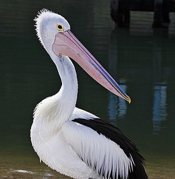 Pelecaniformes