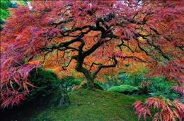 درخت افرای ژاپنی، اورگان، آمریکا
