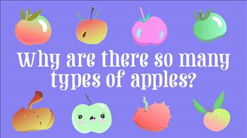 چرا انواع زیادی سیب وجود دارد؟