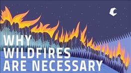 اهمیت آتش‌سوزی‌ جنگل‌ها