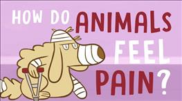 حیوانات چگونه درد را تجربه می‌کنند؟