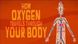 سفر شگفت انگیز اکسیژن در بدن